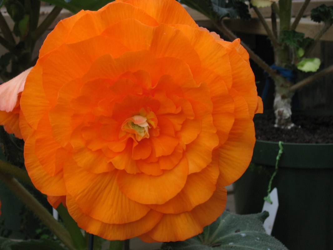 B. ‘Zoe Colledge’
